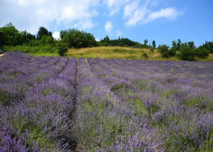 With Large Covered Terrace, In Small With Swimming Pool 別荘 *